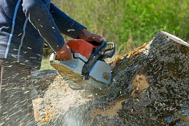 The Steps Involved in Our Tree Care Process in New Berlinville, PA